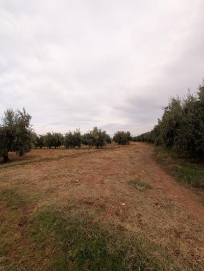 Land for Sale – Route de Fès, Km 38