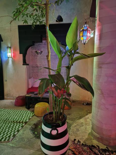 Luxury Riad with Pool & Double Terrace for Sale – Palais Bahia, Medina of Marrakech-6